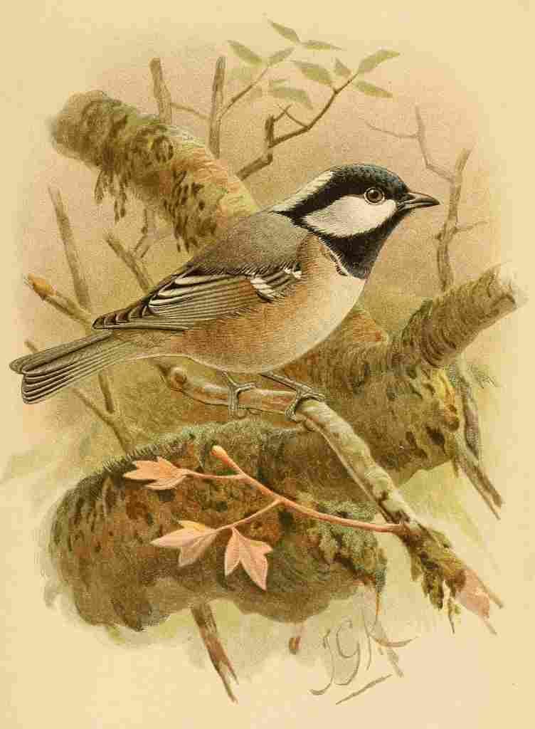 Keulemans John G 1885 Titmouse Coal A4 Photo Print