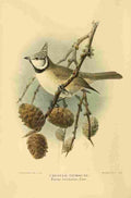 Keulemans John G 1885 Titmouse Crested A4 Photo Print