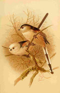 Keulemans John G 1885 Titmouse Long tailed A4 Photo Print