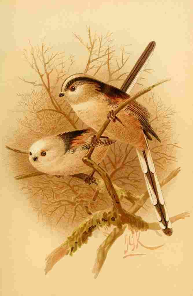Keulemans John G 1885 Titmouse Long tailed A4 Photo Print