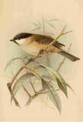Keulemans John G 1885 Titmouse Marsh A4 Photo Print