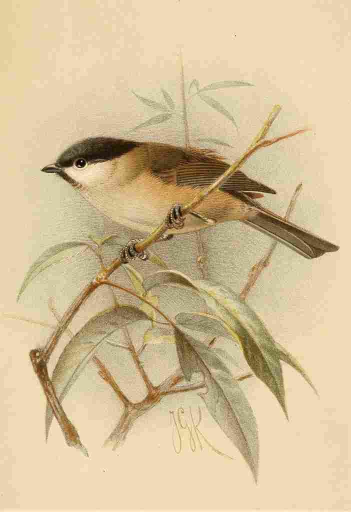 Keulemans John G 1885 Titmouse Marsh A4 Photo Print