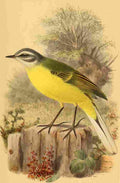 Keulemans John G 1885 Wagtail Blue headed A4 Photo Print