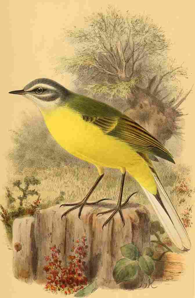 Keulemans John G 1885 Wagtail Blue headed A4 Photo Print