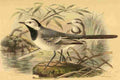 Keulemans John G 1885 Wagtail Grey backed A4 Photo Print