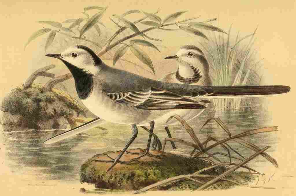Keulemans John G 1885 Wagtail Grey backed A4 Photo Print