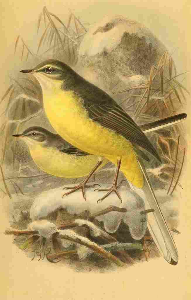 Keulemans John G 1885 Wagtail Grey in Winter A4 Photo Print