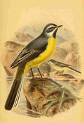 Keulemans John G 1885 Wagtail Grey A4 Photo Print