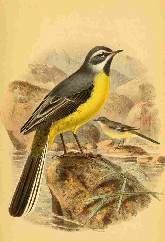 Keulemans John G 1885 Wagtail Grey A4 Photo Print