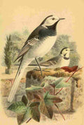 Keulemans John G 1885 Wagtail Pied or Common A4 Photo Print