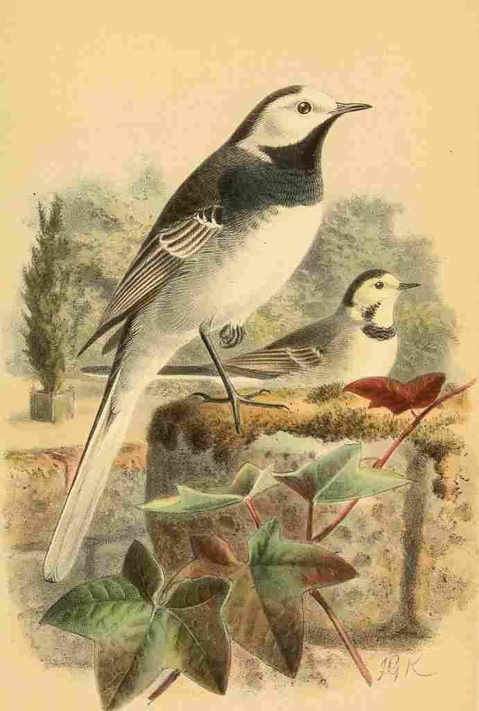 Keulemans John G 1885 Wagtail Pied or Common A4 Photo Print
