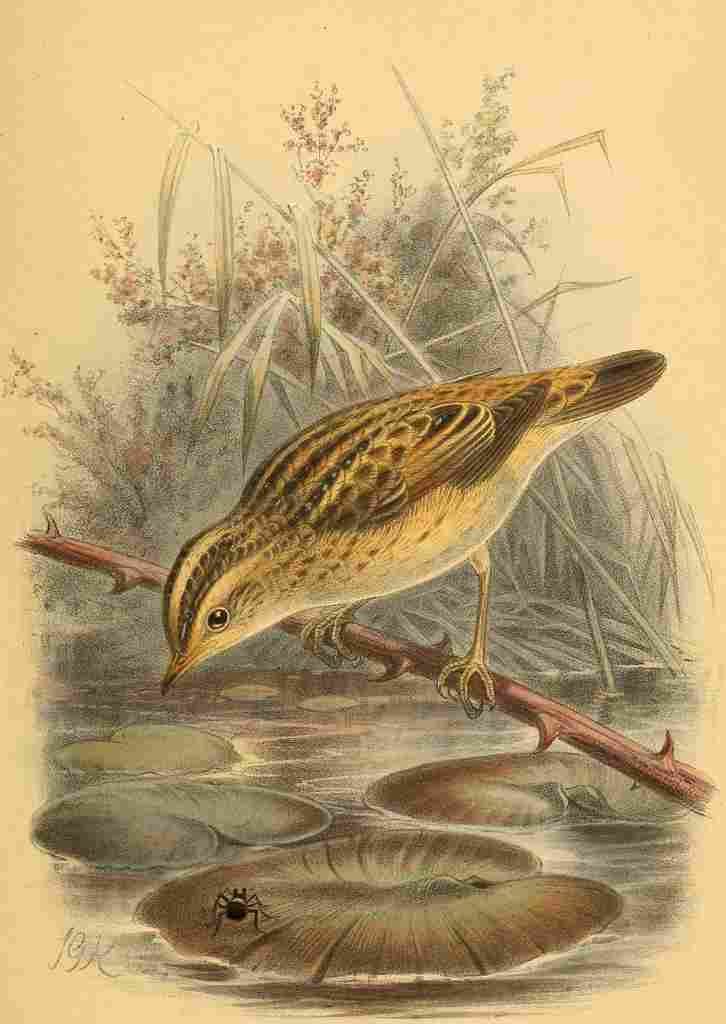 Keulemans John G 1885 Warbler Aquatic A4 Photo Print