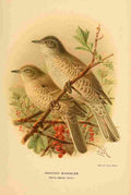 Keulemans John G 1885 Warbler Barred A4 Photo Print