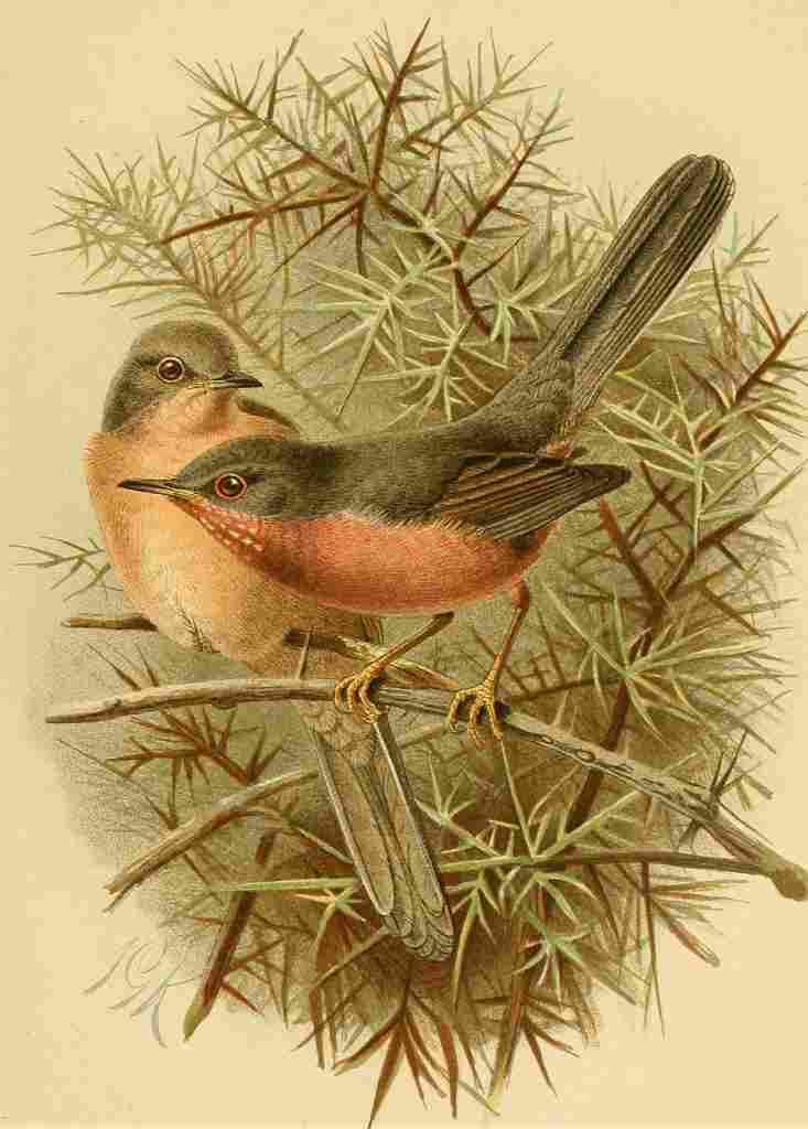 Keulemans John G 1885 Warbler Dartford A4 Photo Print