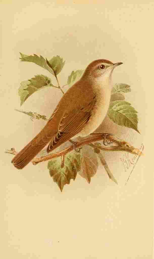 Keulemans John G 1885 Warbler Garden A4 Photo Print