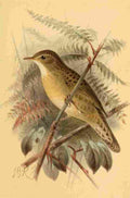 Keulemans John G 1885 Warbler Grasshopper A4 Photo Print