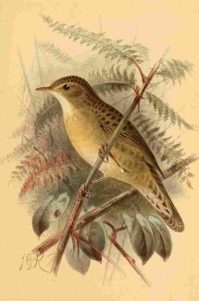 Keulemans John G 1885 Warbler Grasshopper A4 Photo Print