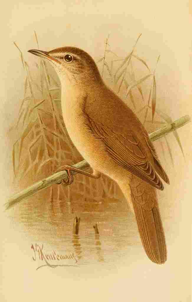 Keulemans John G 1885 Warbler Great Reed A4 Photo Print