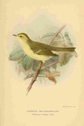 Keulemans John G 1885 Warbler Greenish Willow A4 Photo Print