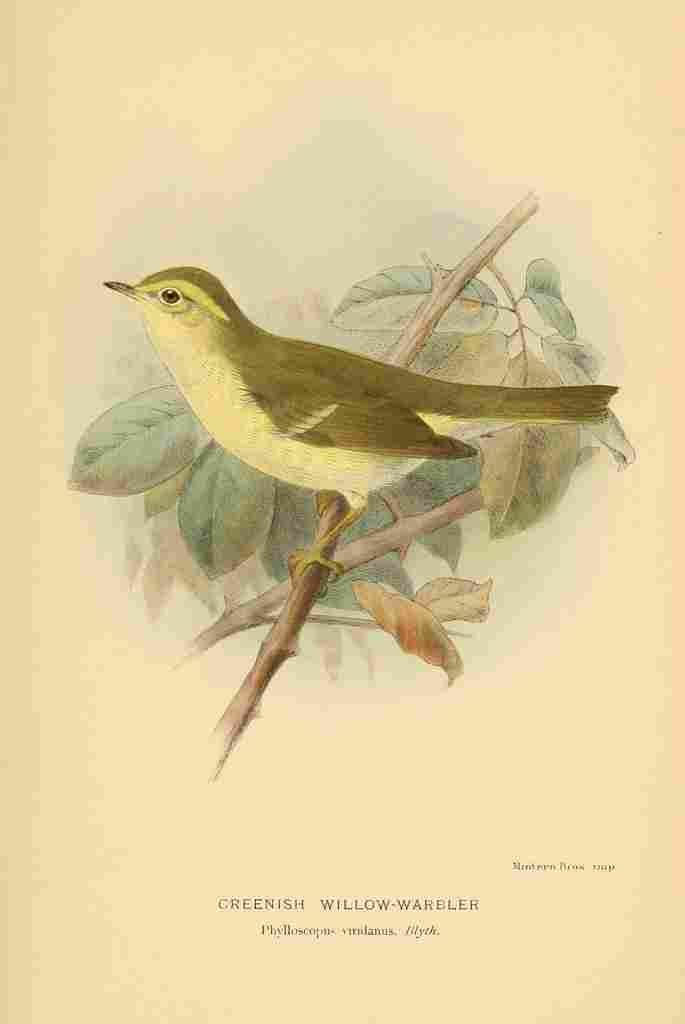 Keulemans John G 1885 Warbler Greenish Willow A4 Photo Print