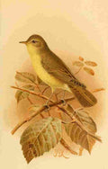 Keulemans John G 1885 Warbler Icterine A4 Photo Print