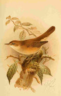 Keulemans John G 1885 Warbler Marsh A4 Photo Print