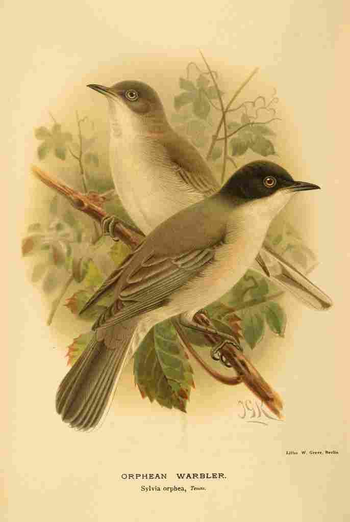 Keulemans John G 1885 Warbler Orphean A4 Photo Print