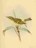 Keulemans John G 1885 Warbler Pallass Willow A4 Photo Print