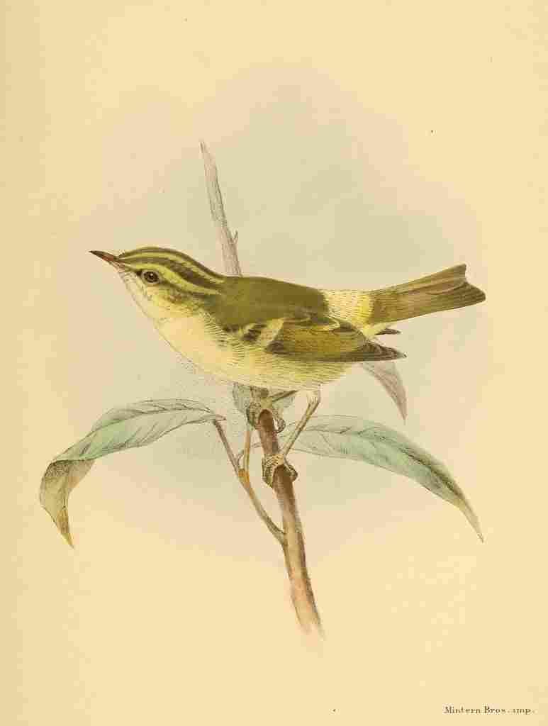 Keulemans John G 1885 Warbler Pallass Willow A4 Photo Print