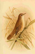 Keulemans John G 1885 Warbler Reed A4 Photo Print