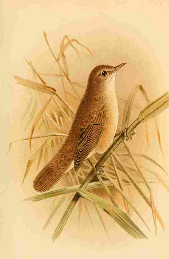 Keulemans John G 1885 Warbler Reed A4 Photo Print