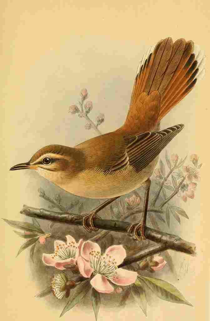 Keulemans John G 1885 Warbler Rufous A4 Photo Print