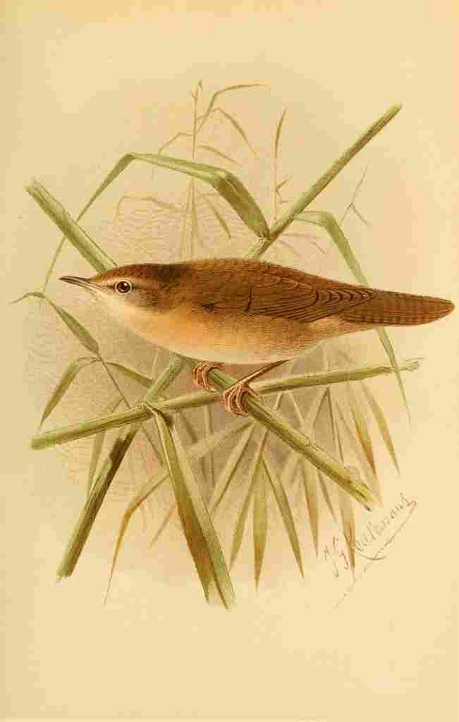 Keulemans John G 1885 Warbler Savis A4 Photo Print