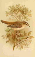 Keulemans John G 1885 Warbler Sedge A4 Photo Print