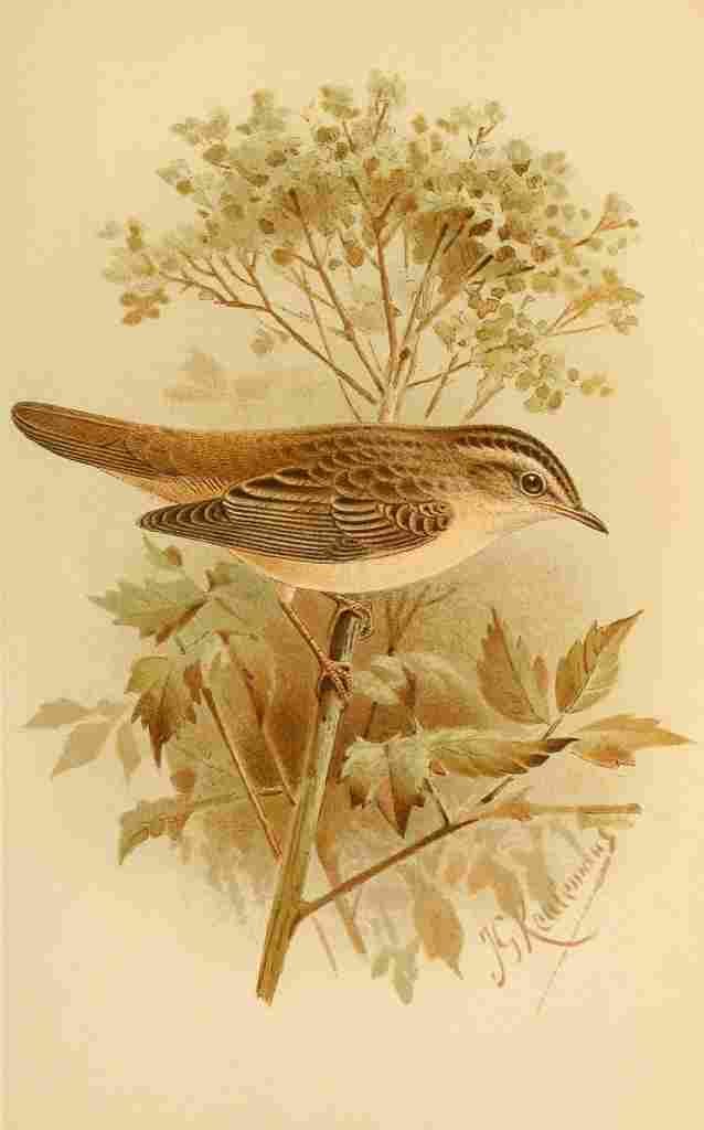 Keulemans John G 1885 Warbler Sedge A4 Photo Print