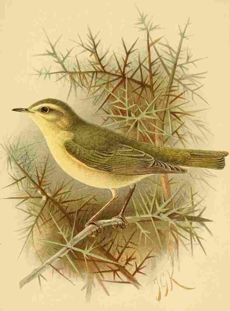 Keulemans John G 1885 Warbler Willow A4 Photo Print