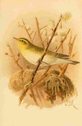 Keulemans John G 1885 Warbler Wood A4 Photo Print