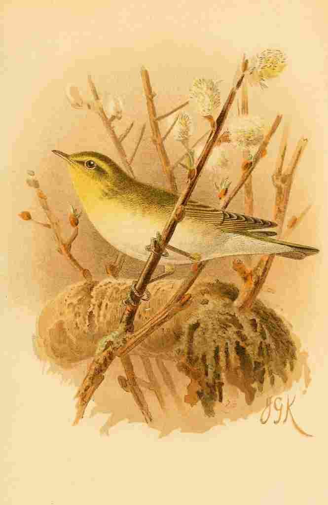 Keulemans John G 1885 Warbler Wood A4 Photo Print