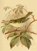 Keulemans John G 1885 Warbler Yellow browed A4 Photo Print