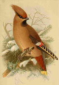 Keulemans John G 1885 Waxwing A4 Photo Print
