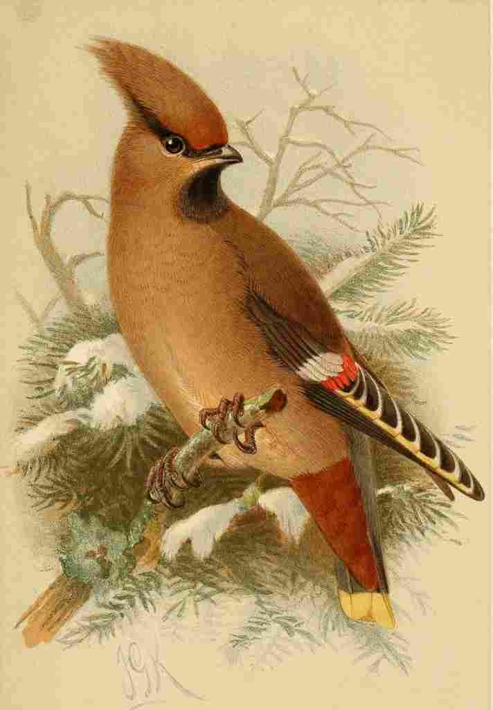 Keulemans John G 1885 Waxwing A4 Photo Print