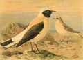 Keulemans John G 1885 Wheatear Black throated A4 Photo Print
