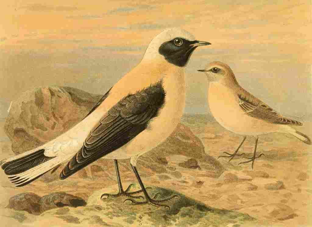 Keulemans John G 1885 Wheatear Black throated A4 Photo Print