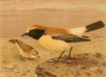 Keulemans John G 1885 Wheatear Desert A4 Photo Print