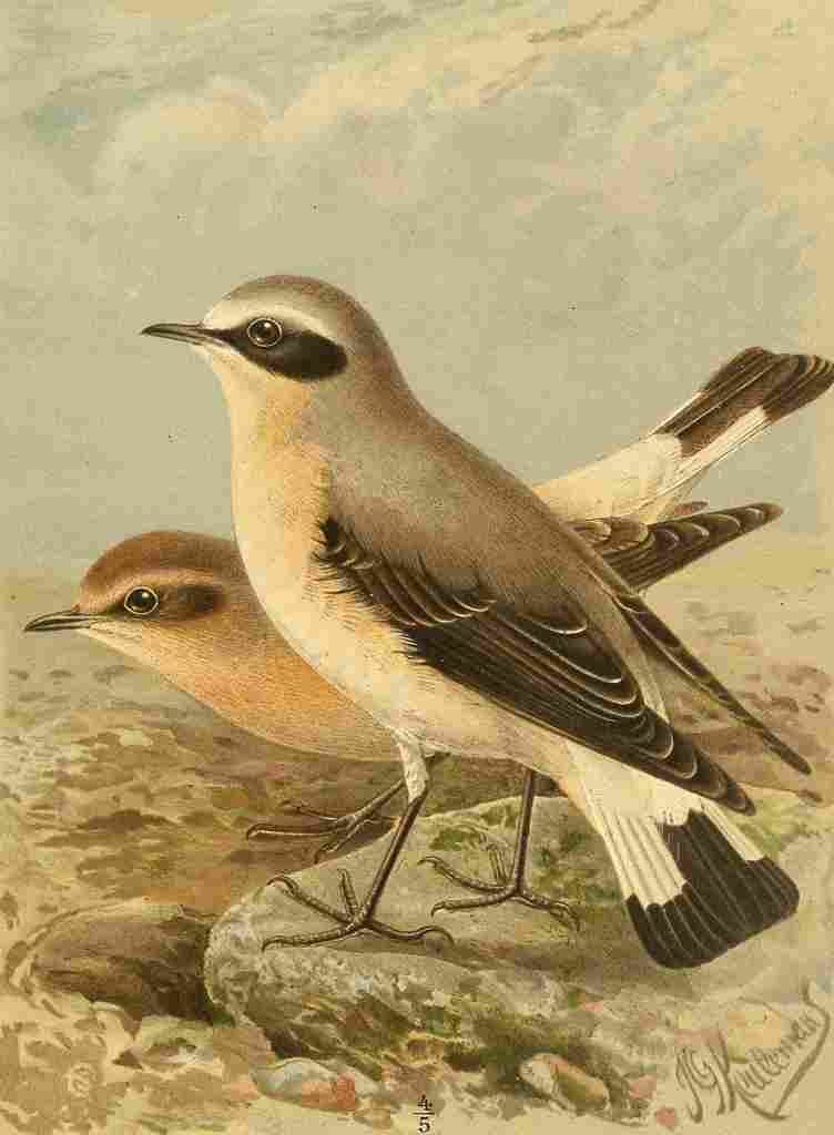 Keulemans John G 1885 Wheatear A4 Photo Print