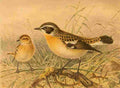 Keulemans John G 1885 Whinchat A4 Photo Print