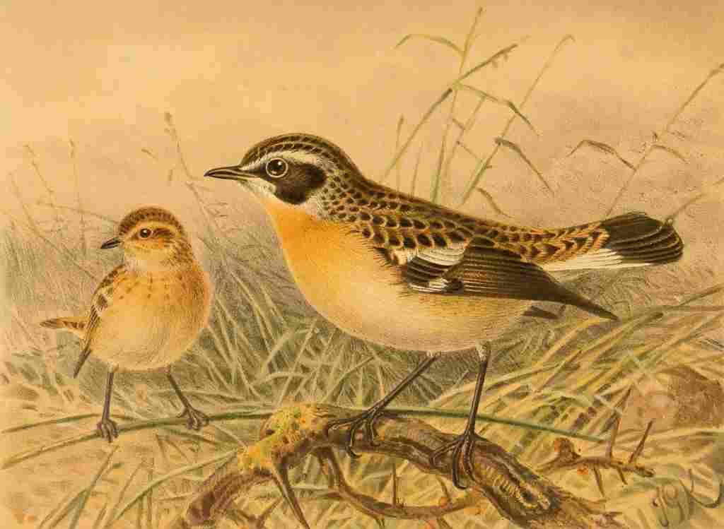 Keulemans John G 1885 Whinchat A4 Photo Print