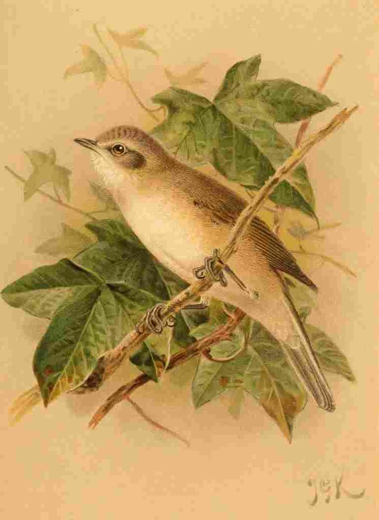 Keulemans John G 1885 Whitethroat Lesser A4 Photo Print