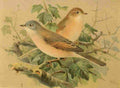 Keulemans John G 1885 Whitethroat A4 Photo Print