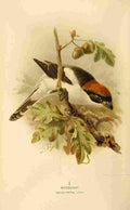 Keulemans John G 1885 Woodchat A4 Photo Print